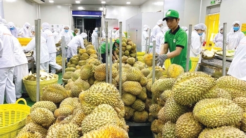 Chinese market: 'Trump card' in fruit export